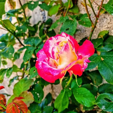 Liora's Place Διαμέρισμα Κορυτσά