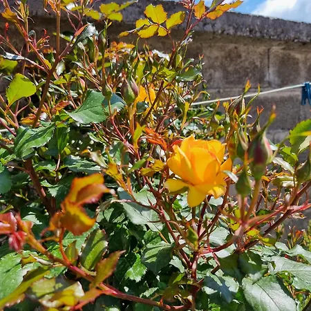 Liora's Place Κορυτσά