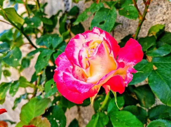 Liora's Place דירה קורצ'ה