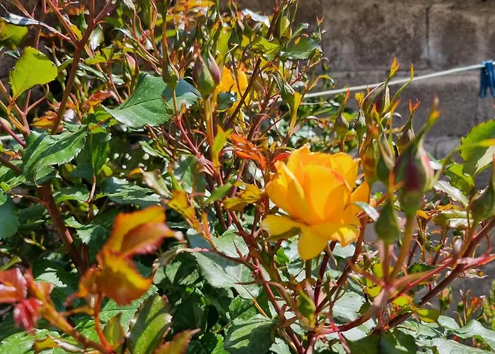 Liora's Place קורצ'ה